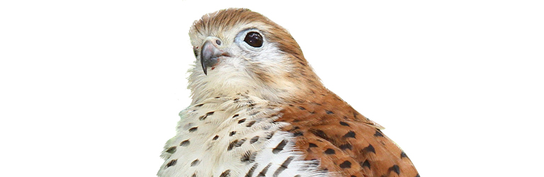 Mauritius Kestrel