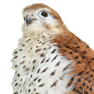 Mauritius Kestrel